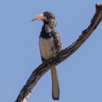 Monteiro's Hornbill